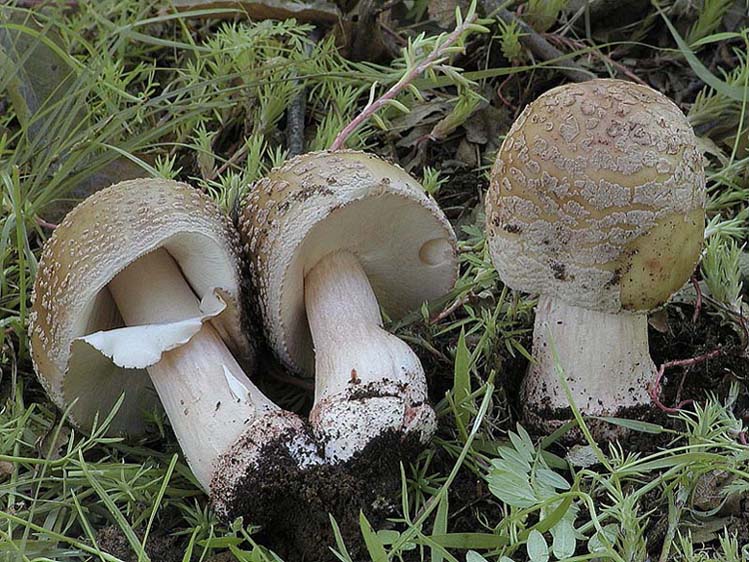 I tanti aspetti della Amanita rubescens